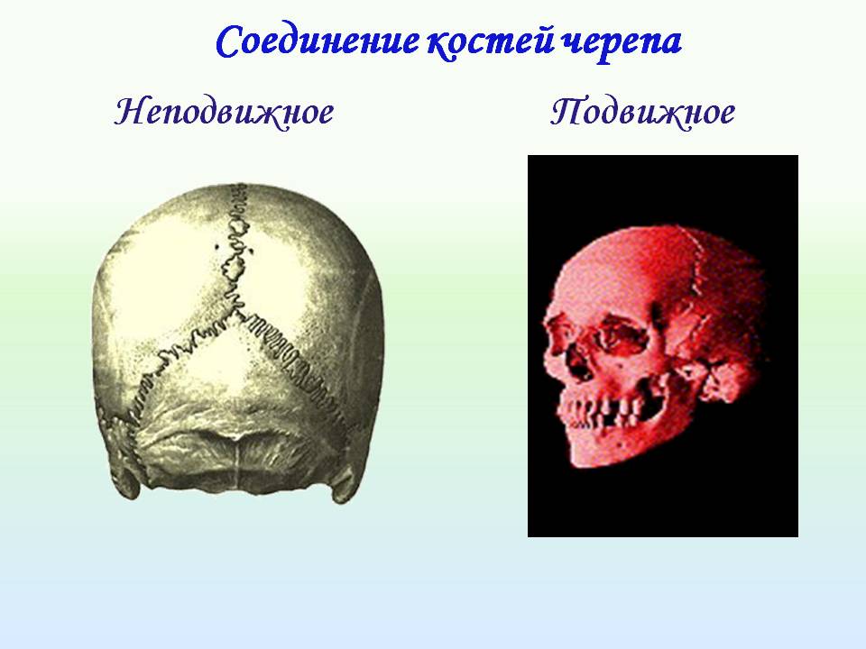 Соединение костей черепа