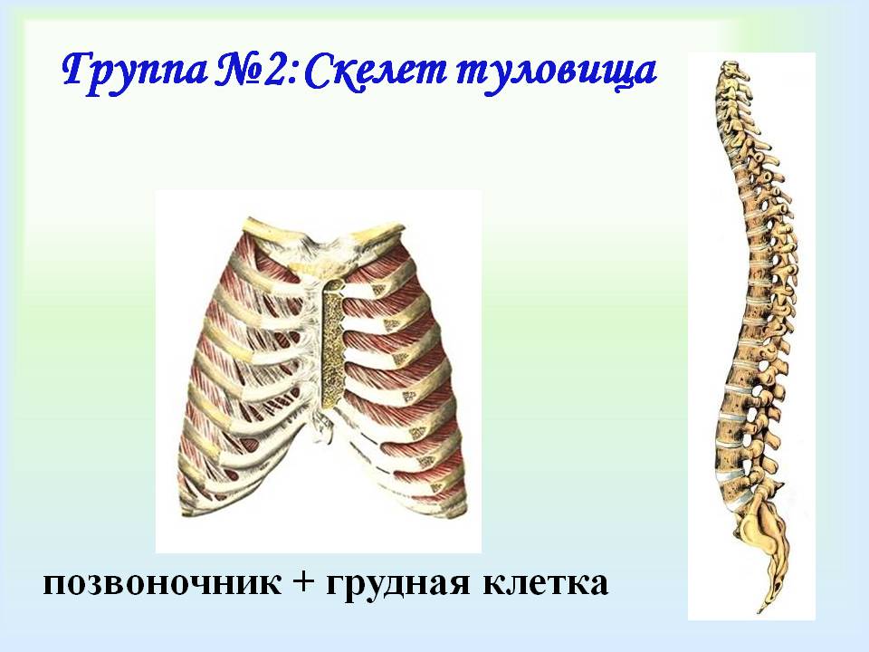 Скелет туловища
