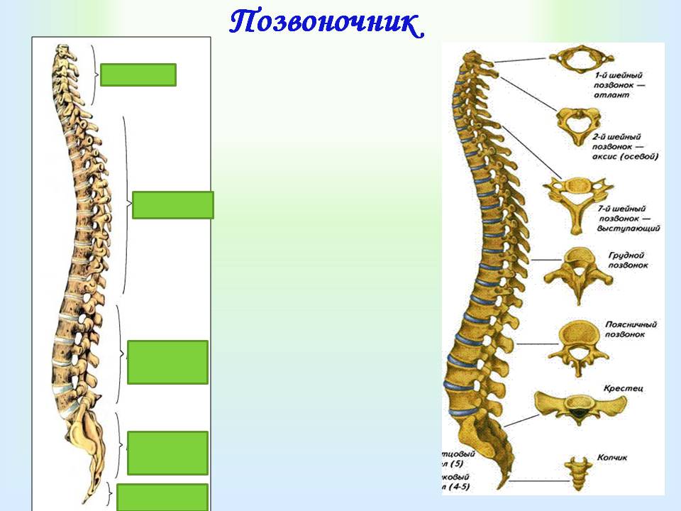 Позвоночник