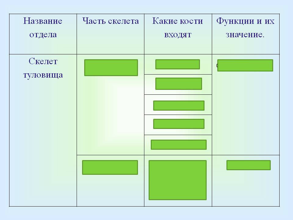 Часть скелета