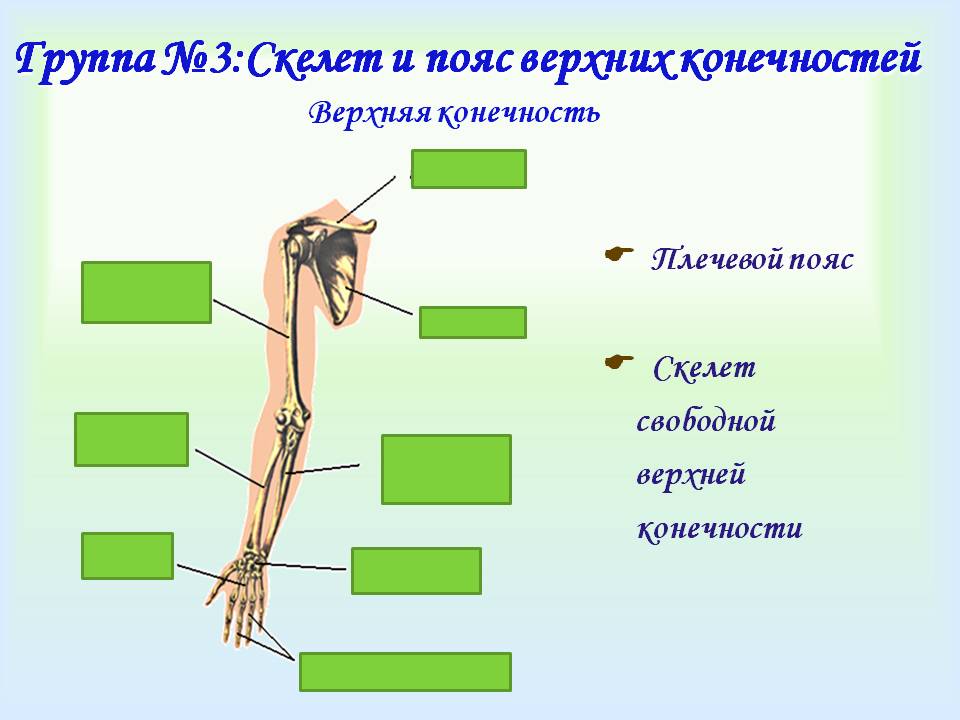 Скелет и пояс верхних конечностей