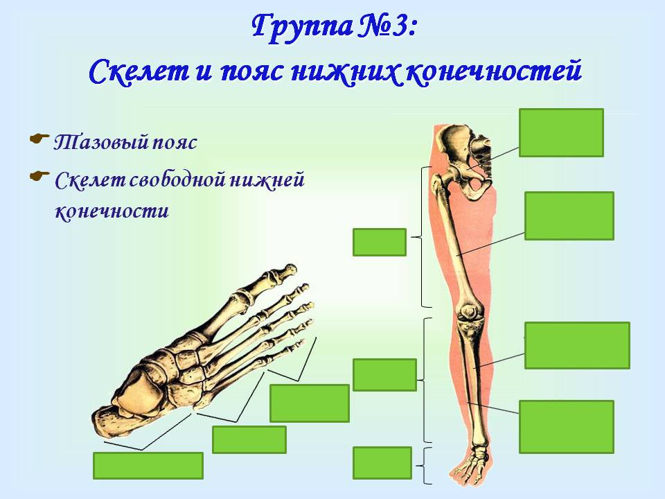 Скелет и пояс нижних конечностей