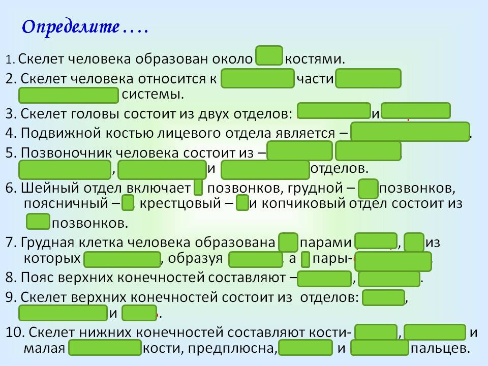 Скелет человека образован около 200 костями