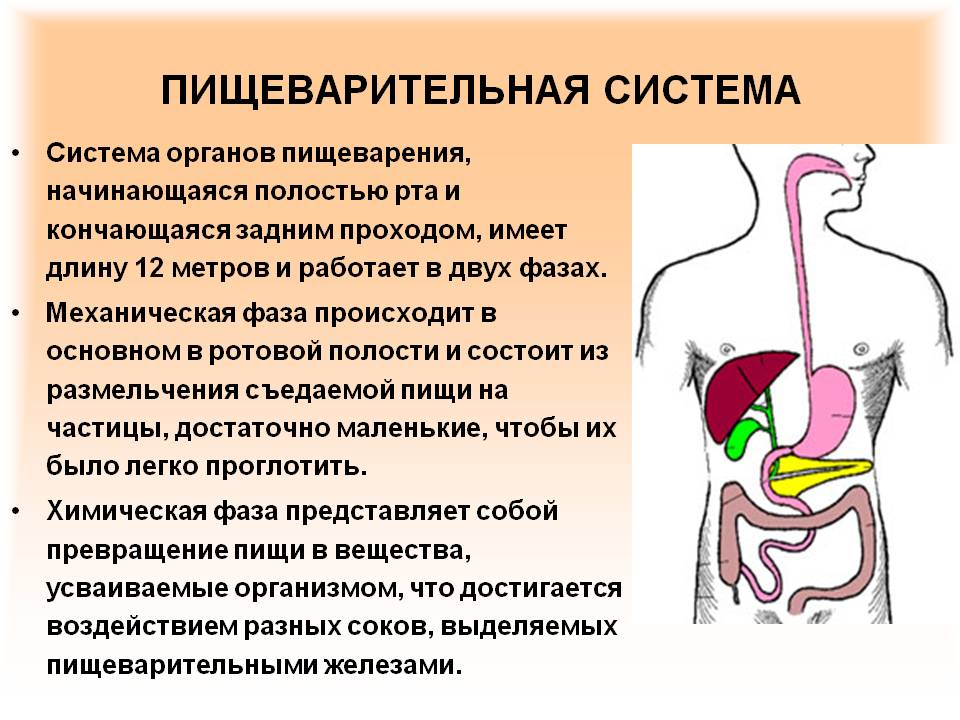 Система органов пищеварения