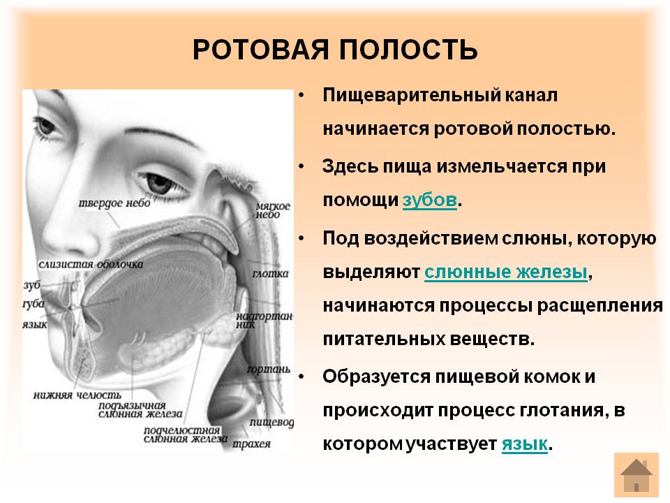 Ротовая полость