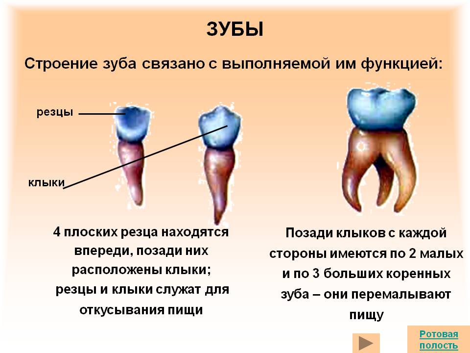 Зубы
