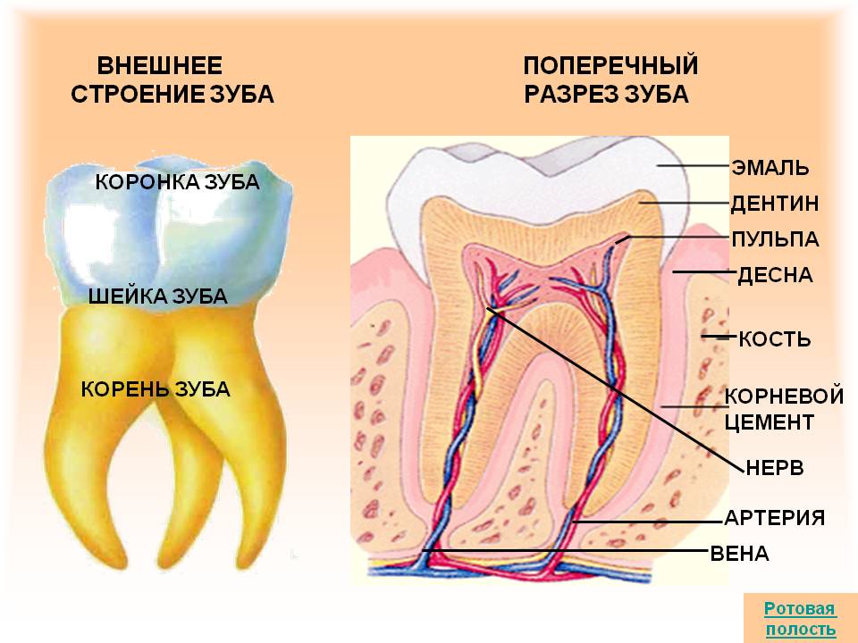 Внешнее поперечный строение зуба