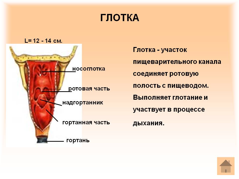 Глотка