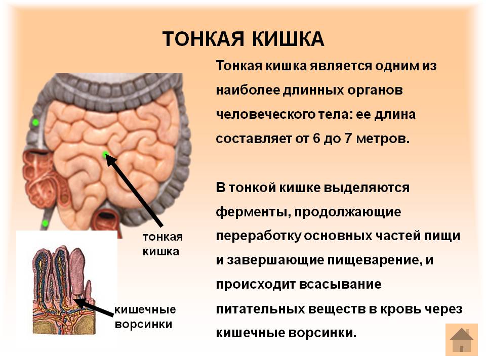 Тонкая кишка