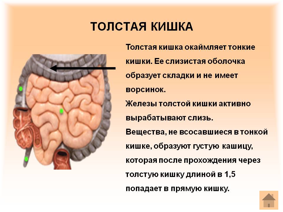 Толстая кишка