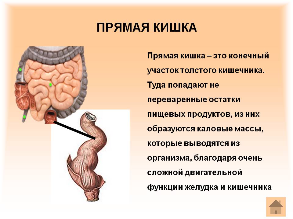 Прямая кишка