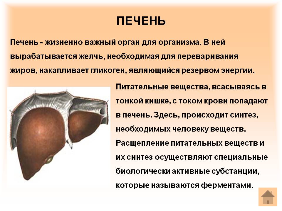 Печень