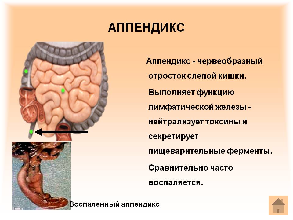 Аппендикс