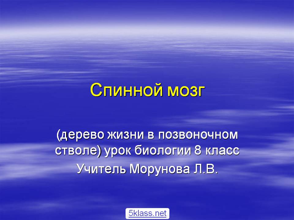 Спинной мозг
