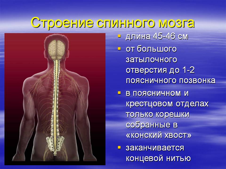 Строение спинного мозга