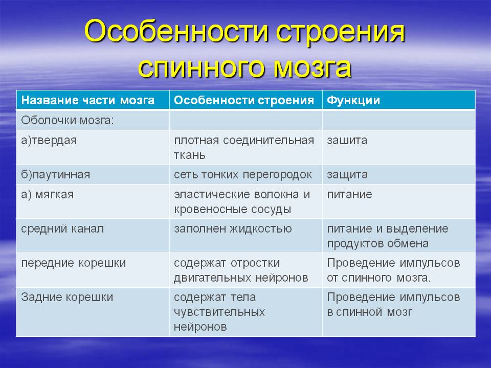 Особенности строения спинного мозга