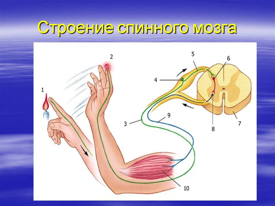 Строение спинного мозга
