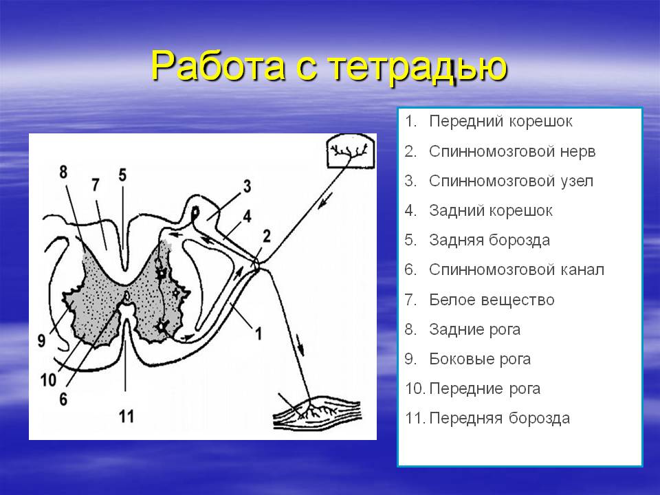 Работа с тетрадью