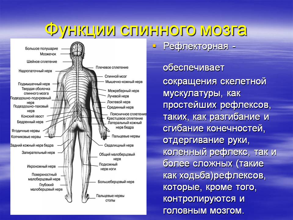 Сокращения скелетной мускулатуры