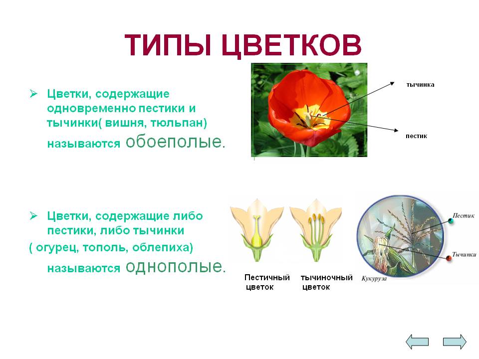 Типы цветков