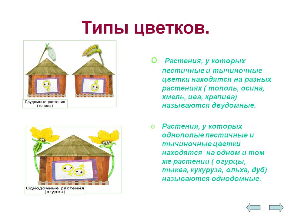 Пестичные и тычиночные цветки