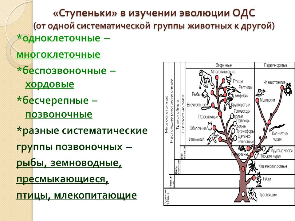 «Ступеньки» в изучении эволюции ОДС