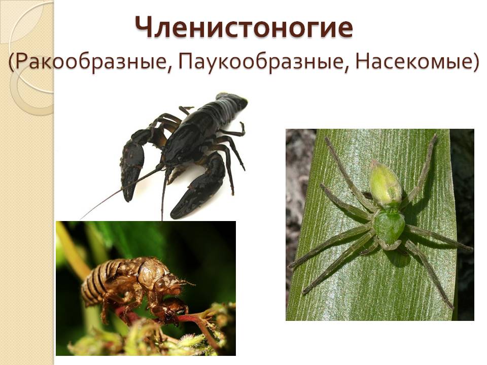 Членистоногие (Ракообразные, Паукообразные, Насекомые)