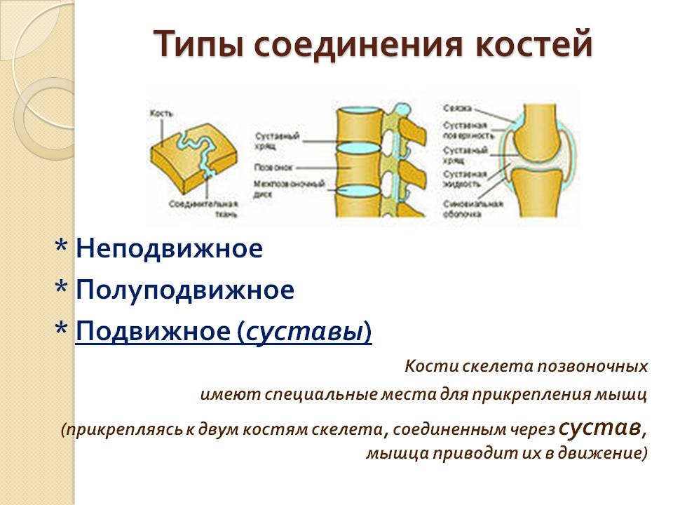 Типы соединения костей