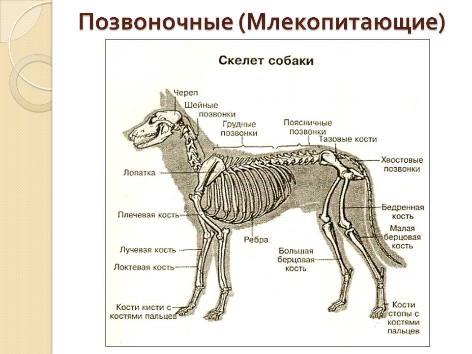 Позвоночные (млекопитающие)