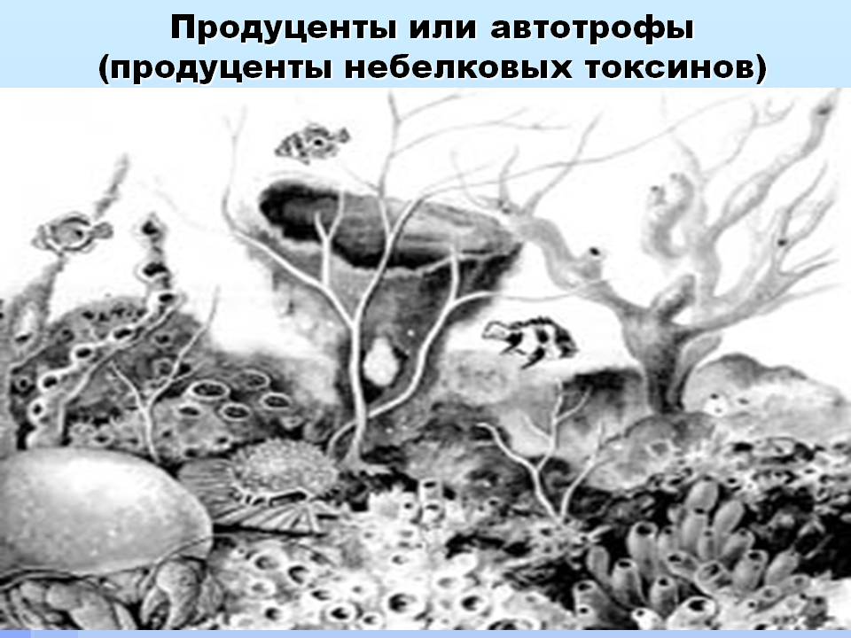 Продуценты или автотрофы (продуценты небелковых токсинов)
