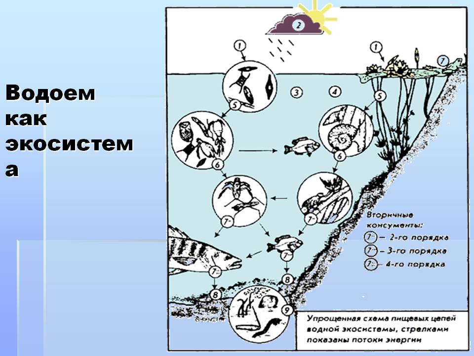 Водоем как экосистема