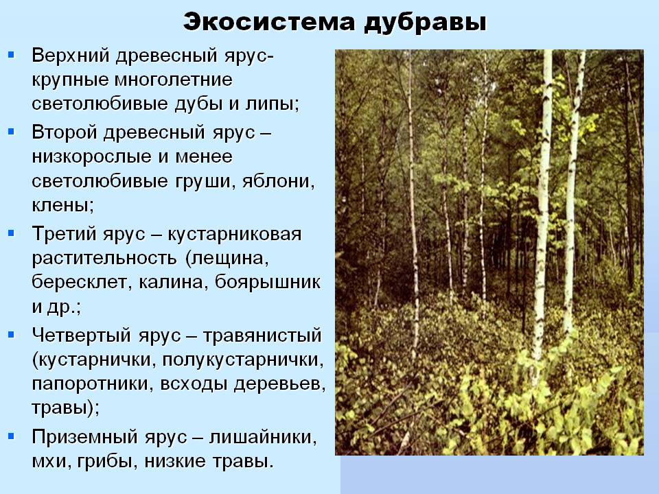 Экосистема дубравы