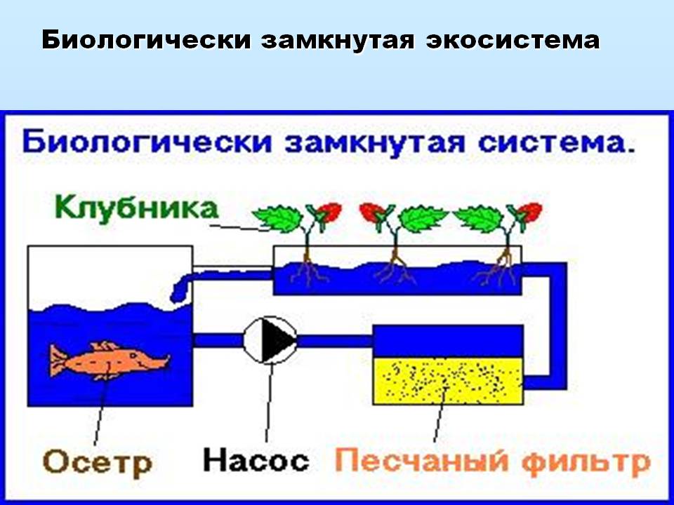 Биологически замкнутая экосистема