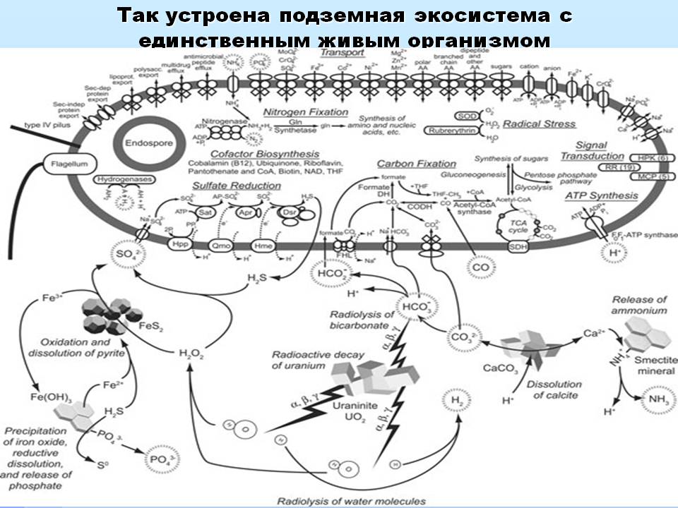 Так устроена подземная экосистема с единственным живым организмом
