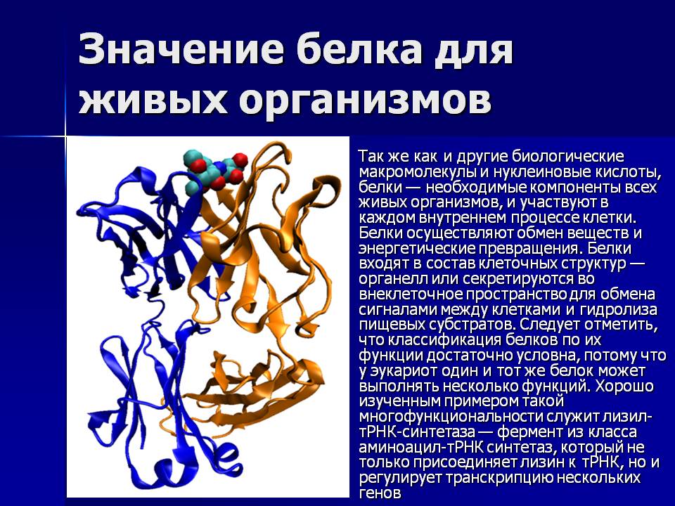 Значение белка для живых организмов