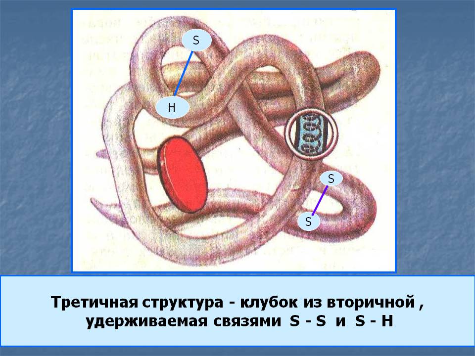 Третичная структура - клубок из вторичной , удерживаемая связями S - S