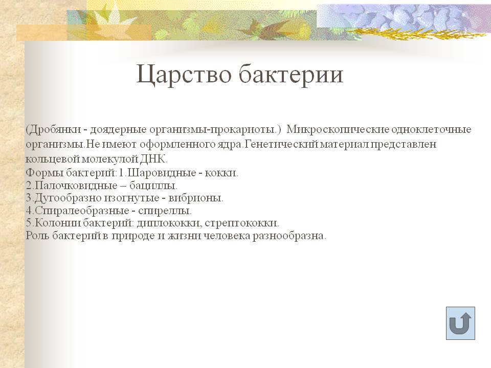 Царство бактерии