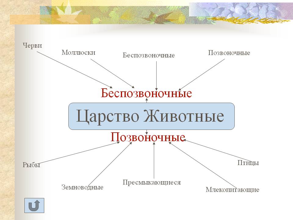 Царство Животные
