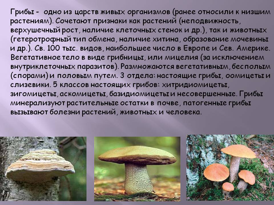Верхушечный рост