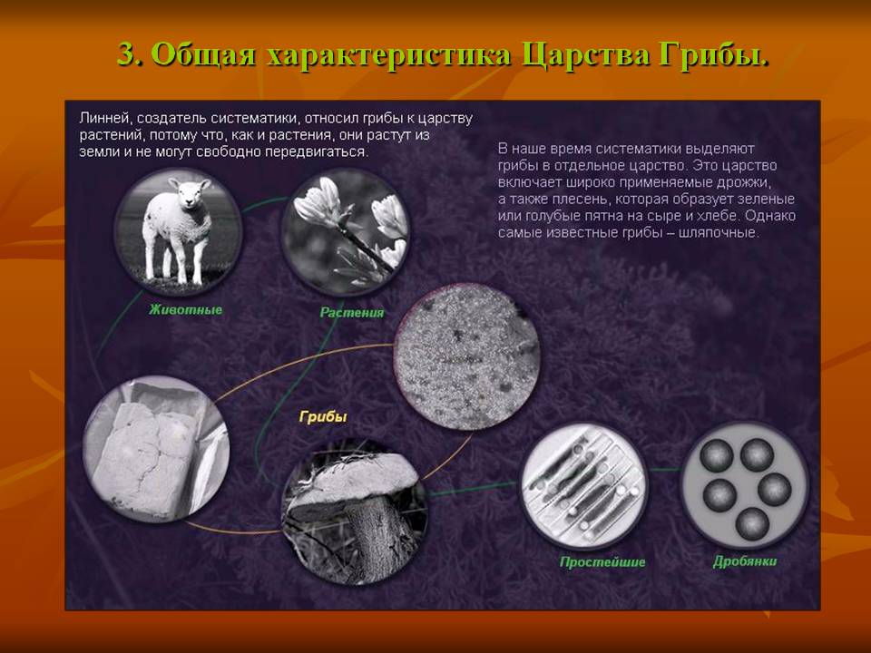 Общая характеристика царства Грибы