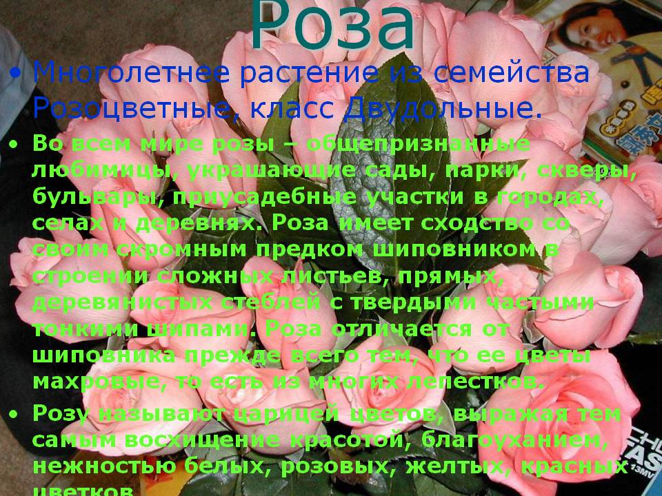 Роза