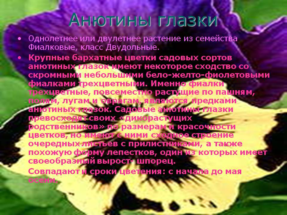 Анютины глазки