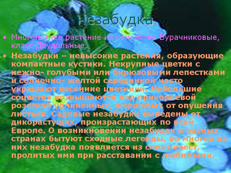 Незабудка