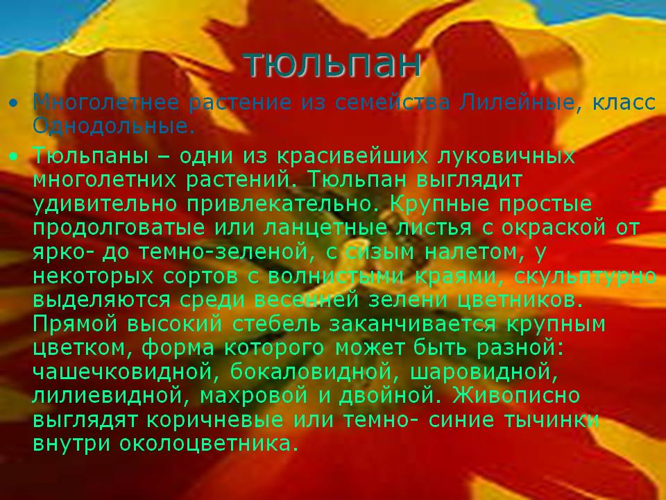 Тюльпан
