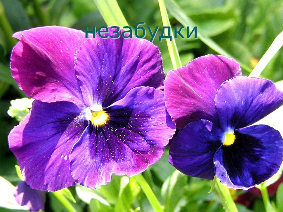 Незабудки