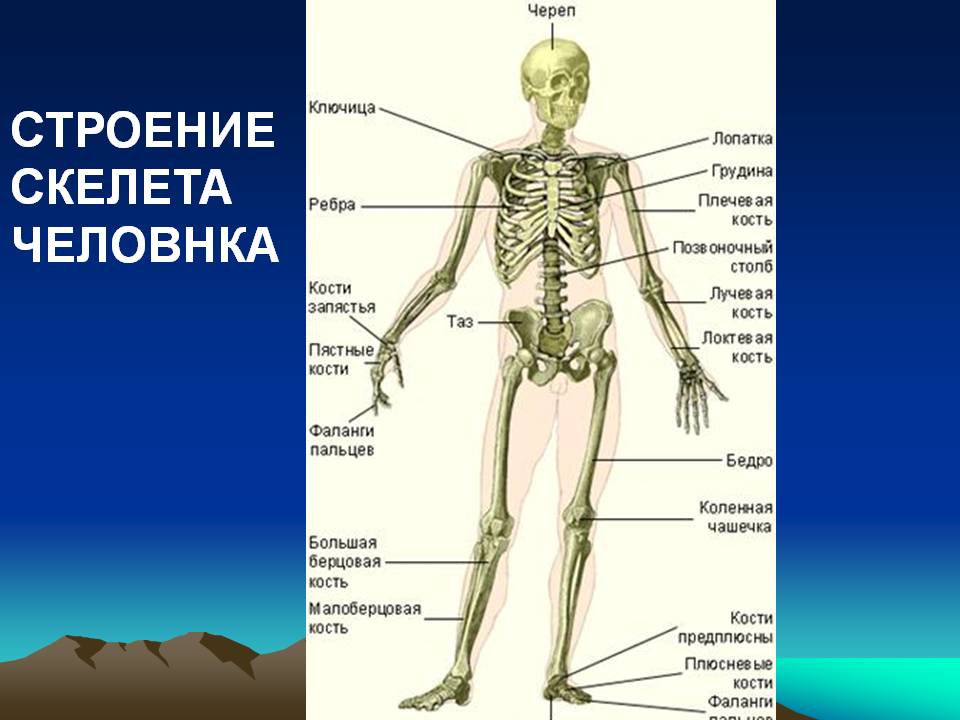 Строение скелета человнка