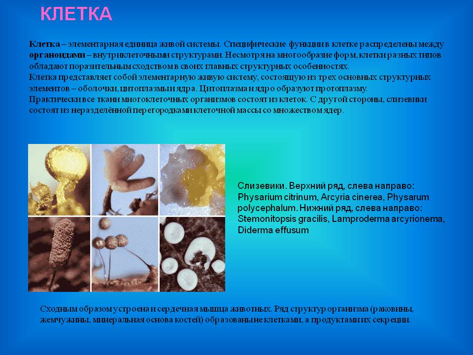 Клетка