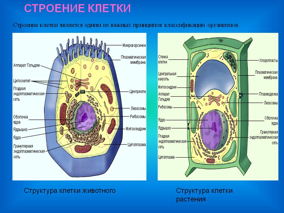 Строение клетки