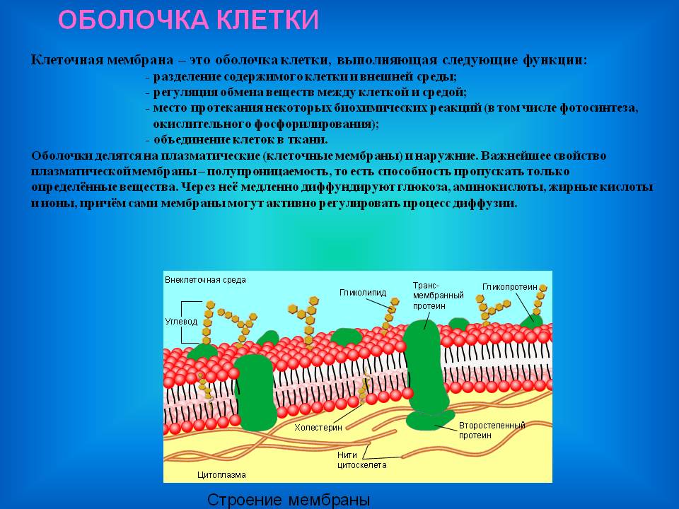 Оболочка клетки