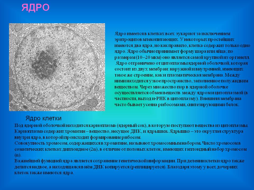 Ядро
